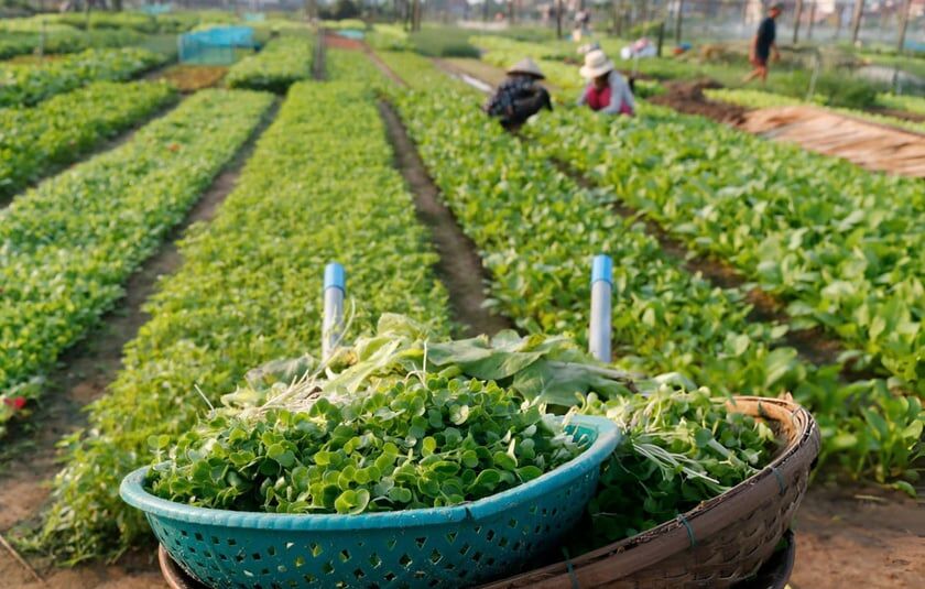 Immerse in Tra Que’s lush agricultural heritage